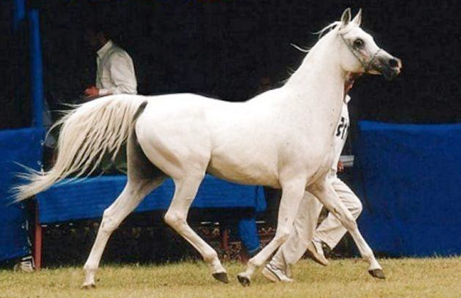 خيول عربية اصيلة - اناقة الخيول العربيه 2220 12