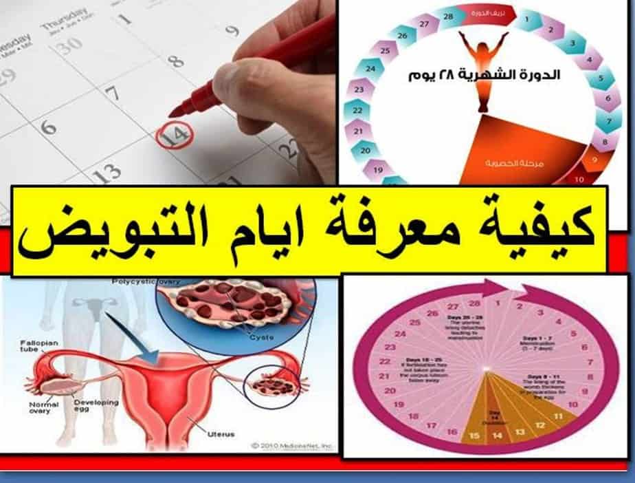 متى تكون ايام التبويض , جدول التبويض الشهري