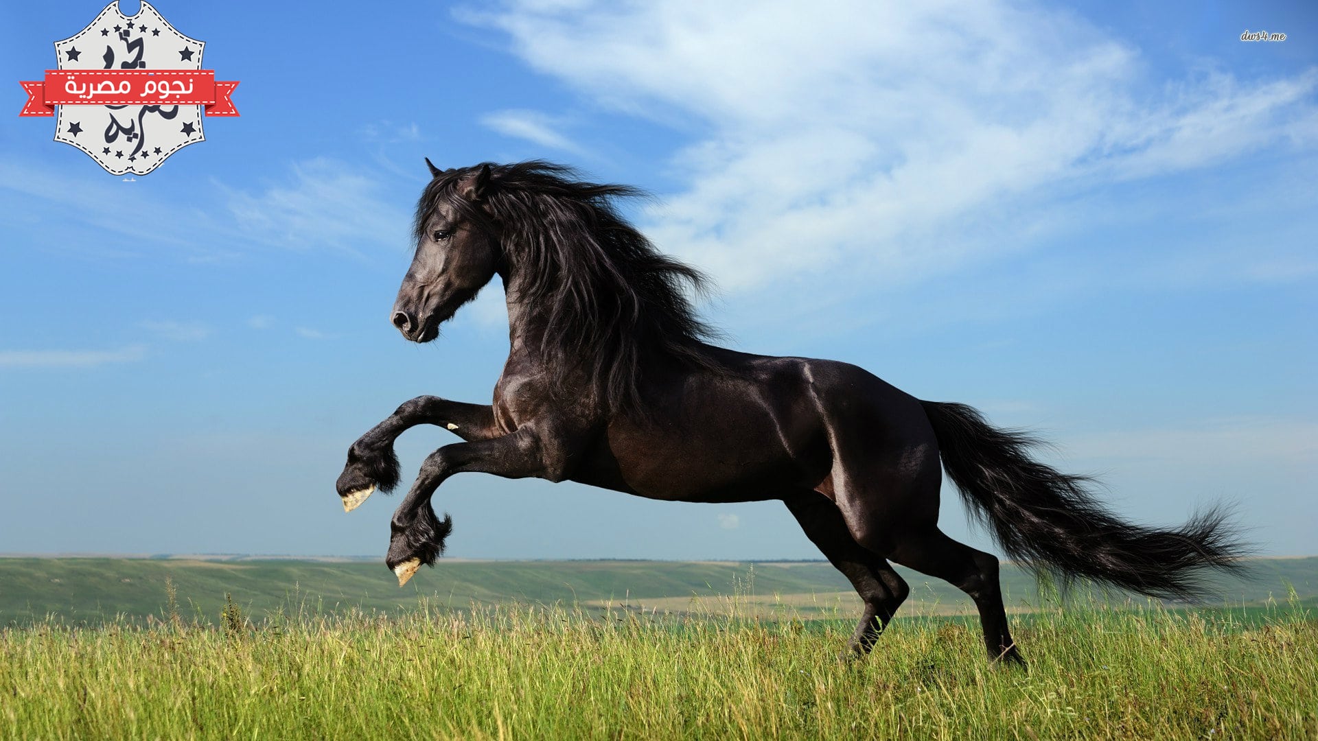 خيل عربي اصيل - صور خيول عربية اصيلة 1667 12