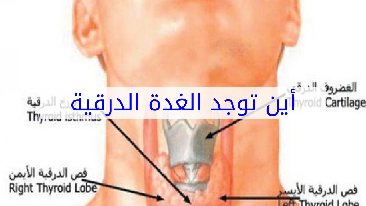 اعراض قصور الغدة الدرقية - الغده الدرقيه ومشكلها الكثيره 4317