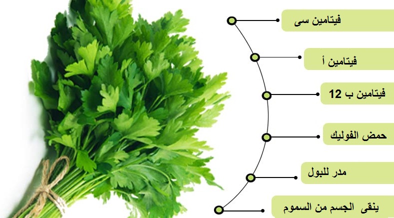 فوائد البقدونس , اهم فوائد البقدونس