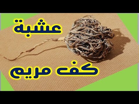 متى تشرب عشبة كف مريم للحمل , شرب كف مريم للحوامل