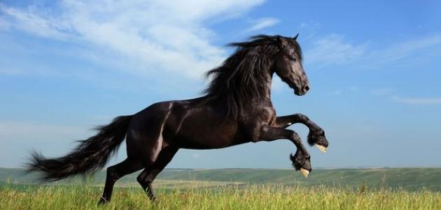 شعر عن الخيل - اجمل قصيدة شعر عن الخيل 5373 2