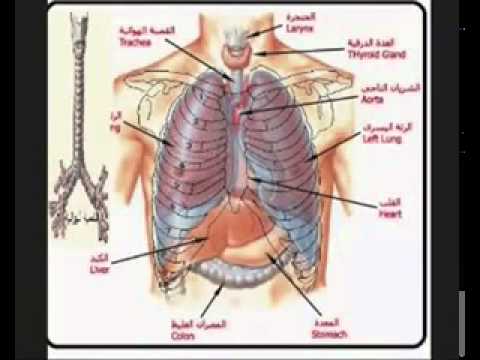 الم في الجانب الايمن من القفص الصدري - الاام الصدر والوقاية منها 16124