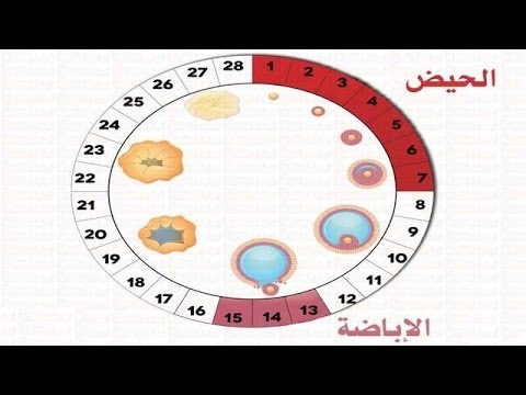 افضل وقت للحمل , تعرفى على الميعاد المناسب لحدوث الحمل