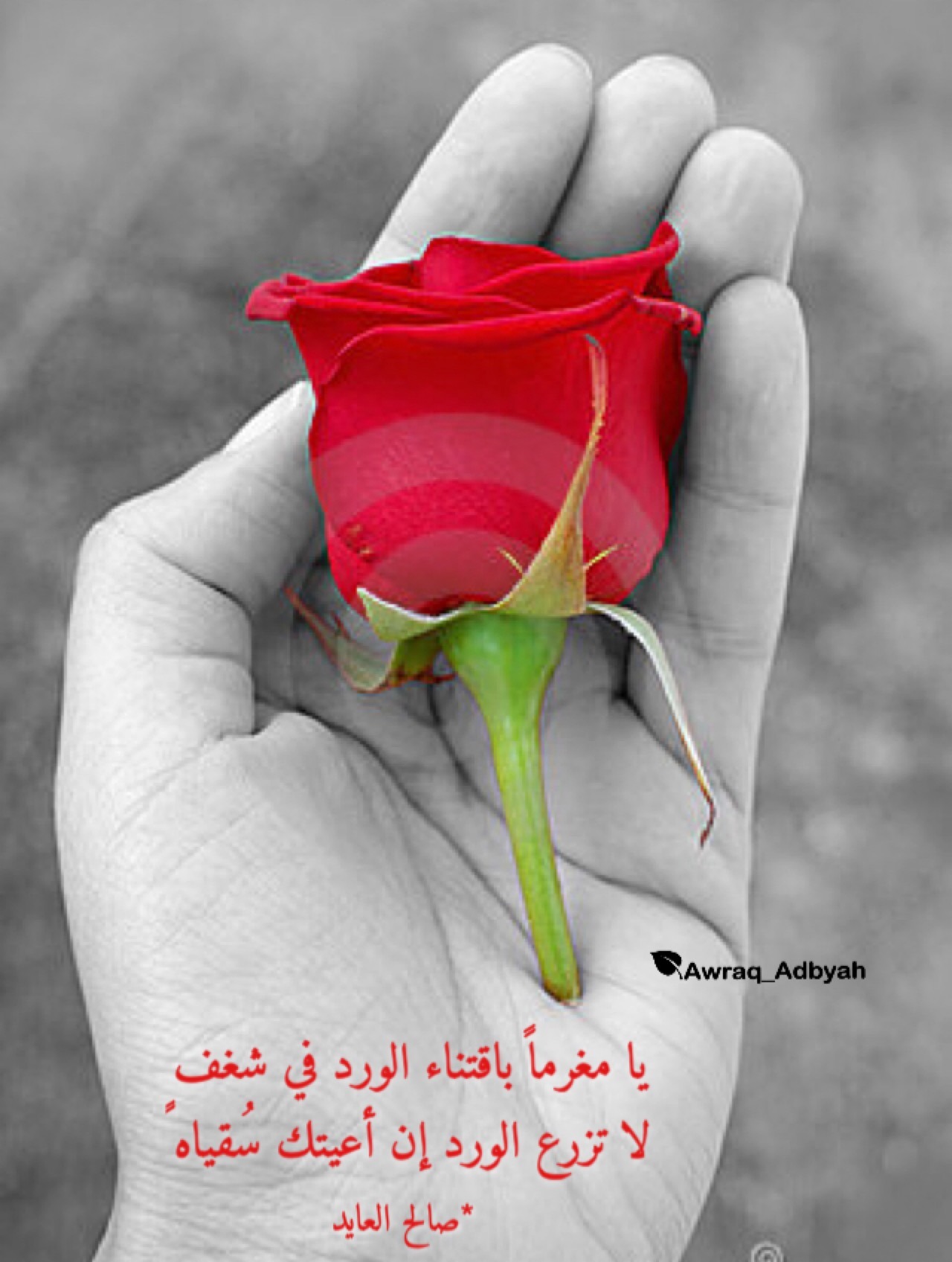 شعر عن الورد 6099 2