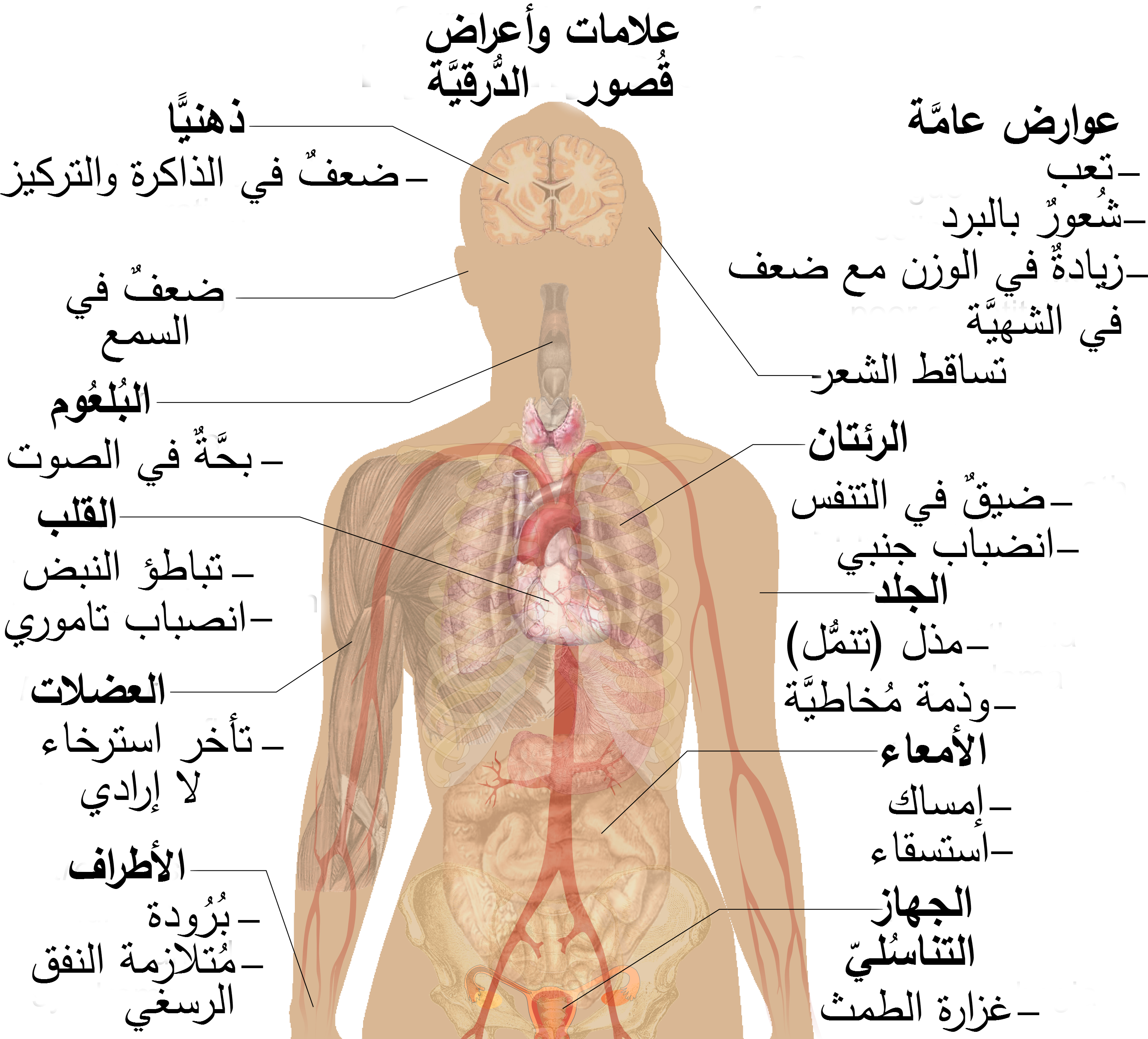 اعراض قصور الغدة الدرقية , الغده الدرقيه ومشكلها الكثيره