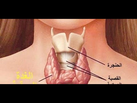 اضرار الغدة الدرقية - فائدة الغدة الدراقية فى الجسم واضراره 16267 1