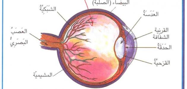 مكونات العين , تعرف علي مكونات العين من الداخل و الخارج