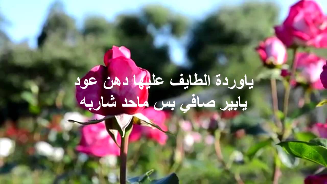 شعر عن الورد 6099 7