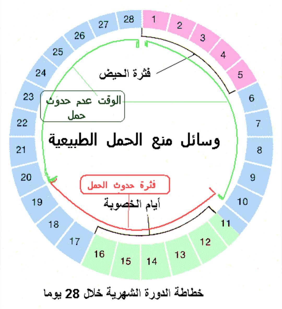 هل يحدث حمل بدون ايلاج 1473