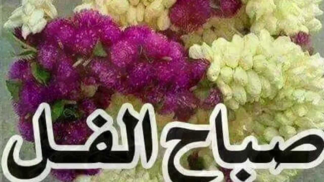 صباح الفل 6201