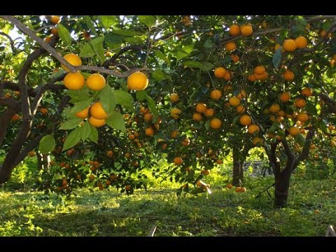 معلومات عن شجرة البرتقال , اروع شجر البرتقال وفائدة البرتقال فى الحياة