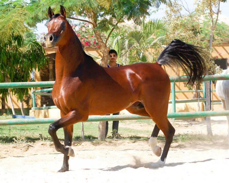 خيول عربية اصيلة - اناقة الخيول العربيه 2220 6