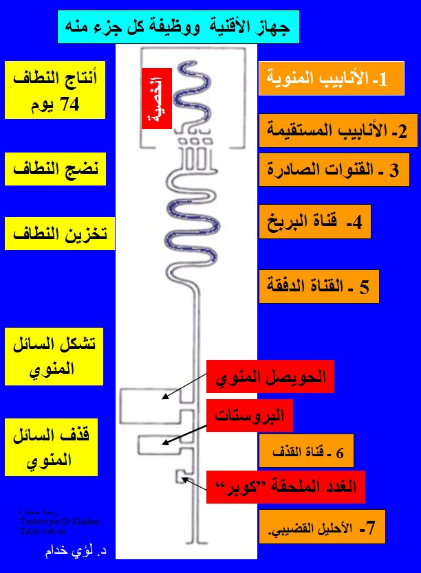 ماهو المذي , تعريف المذي و معلومات عنه