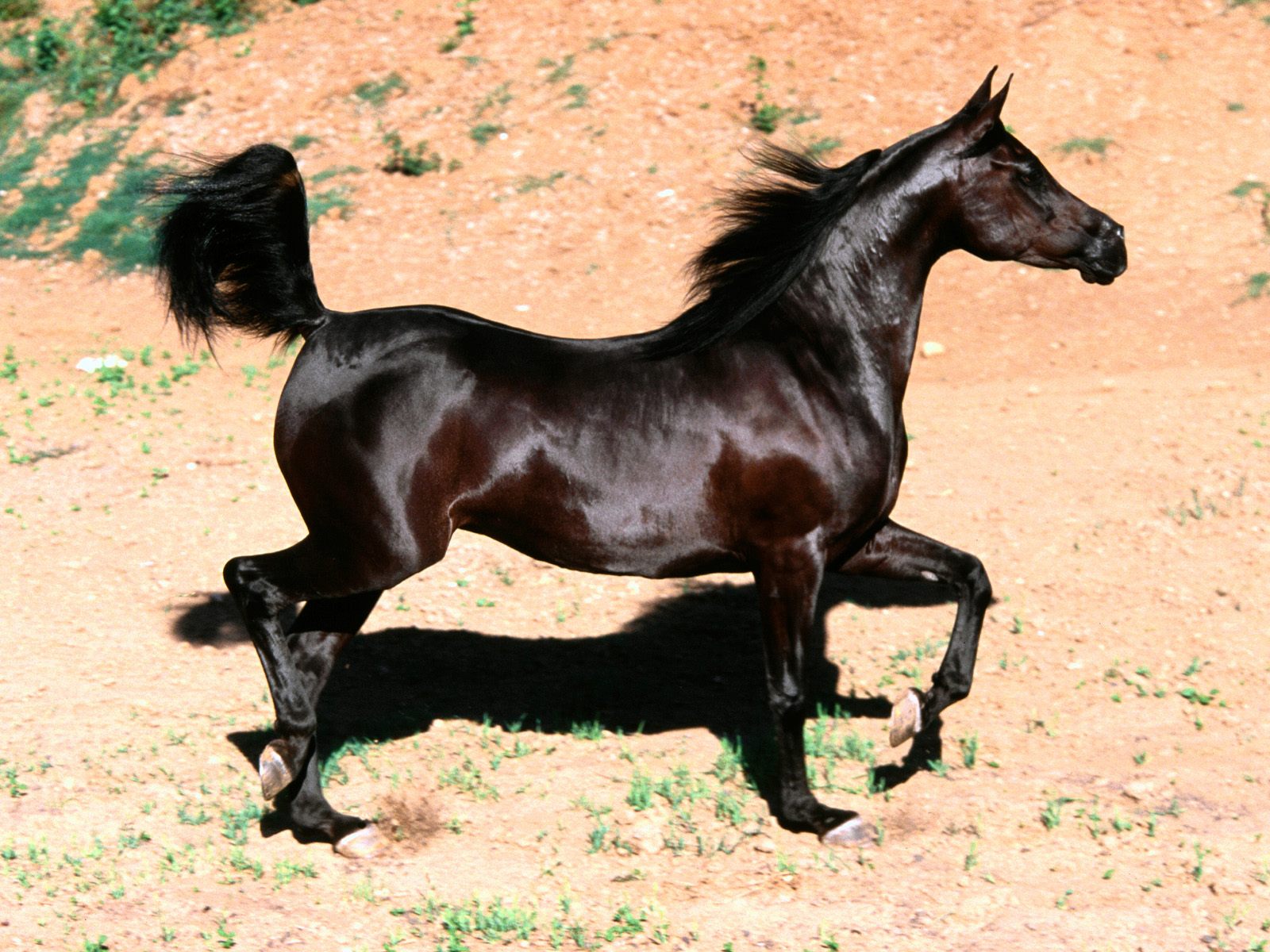 الخيل العربي الاصيل , صور الخيول العربيه