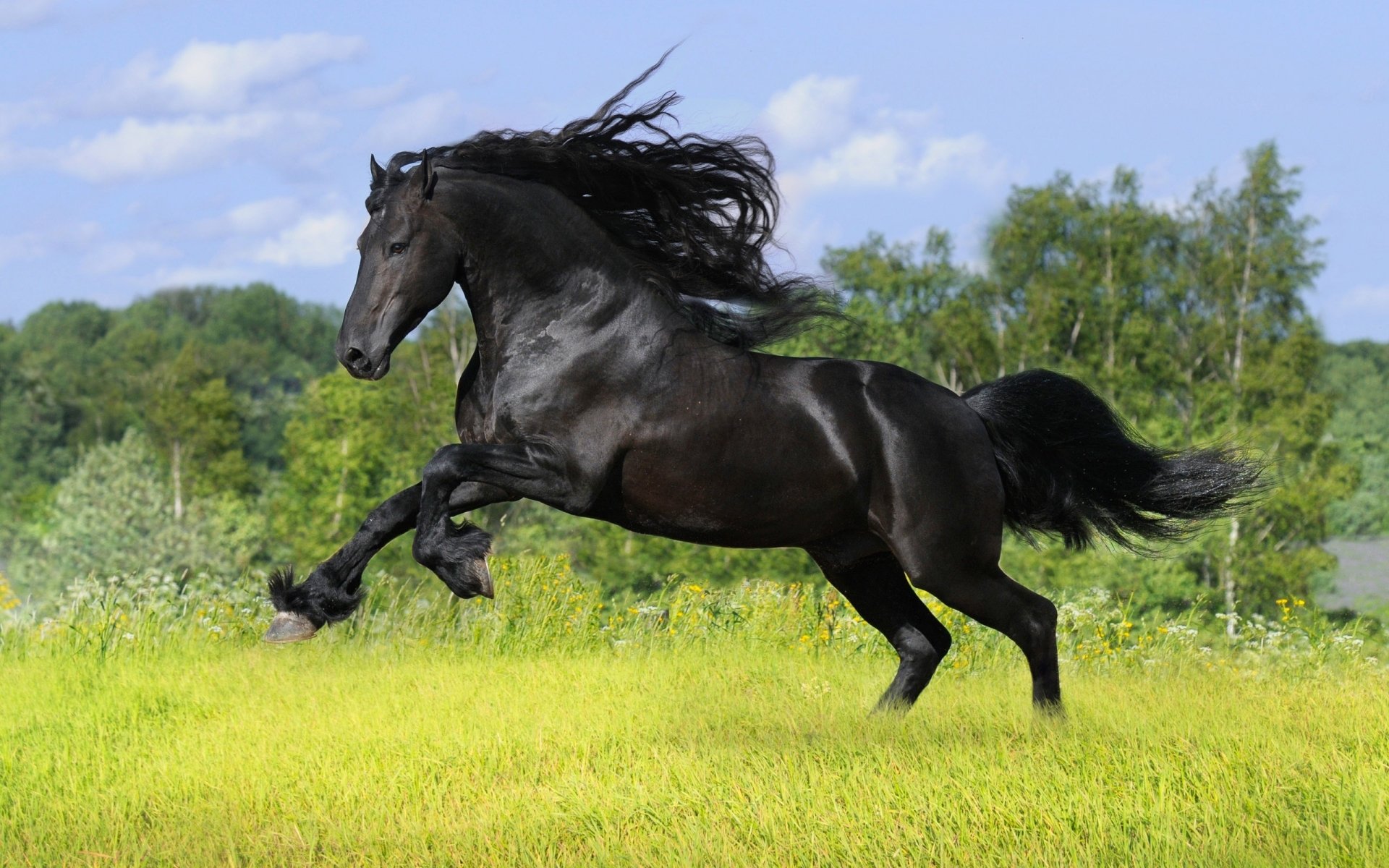 صور حصان , شاهد اجمل صور للاحصنة