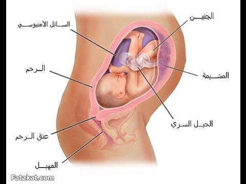 كيف اعرف ان الرحم انفتح , الحمل وما يحدث فيه