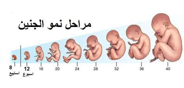 مراحل تكوين الجنين بالصور من اول يوم , صور متابعة نمو الجنين كيف