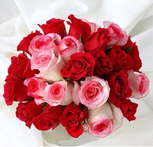 6311 3 زهور الحب - اجمل باقه زهور رومانسيه ياسمين جمال