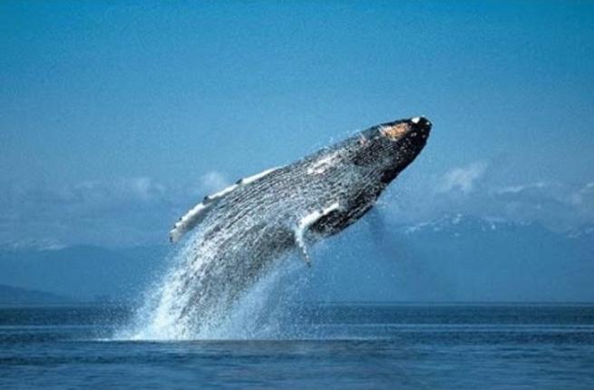 903 1 اكبر حيوان في العالم - معلومات رائعه عن اكبر حيوان بالعالم الحوت الازرق الحمراء جده