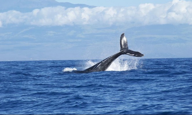 903 2 اكبر حيوان في العالم - معلومات رائعه عن اكبر حيوان بالعالم الحوت الازرق الحمراء جده