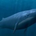 903 3 اكبر حيوان في العالم - معلومات رائعه عن اكبر حيوان بالعالم الحوت الازرق الحمراء جده