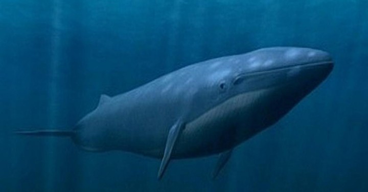 903 اكبر حيوان في العالم - معلومات رائعه عن اكبر حيوان بالعالم الحوت الازرق الحمراء جده