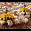 16068 2 كيفية تربية الدجاج - فائدة اكل الدجاج واهميته ايمان